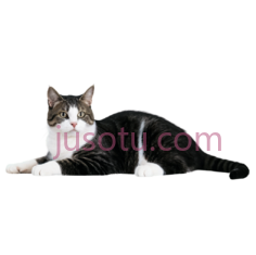 猫,趴着,黑白PNG