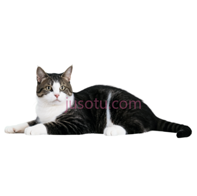 猫,趴着,黑白, PNG