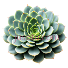 多肉植物,自然,绿色PNG