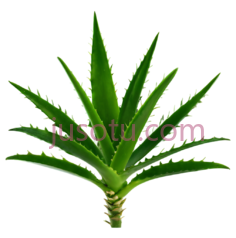 仙人掌叶,绿色,叶片PNG